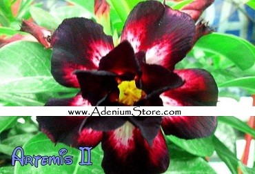 New Adenium Obesum \'Artemis 2\' 5 Seeds